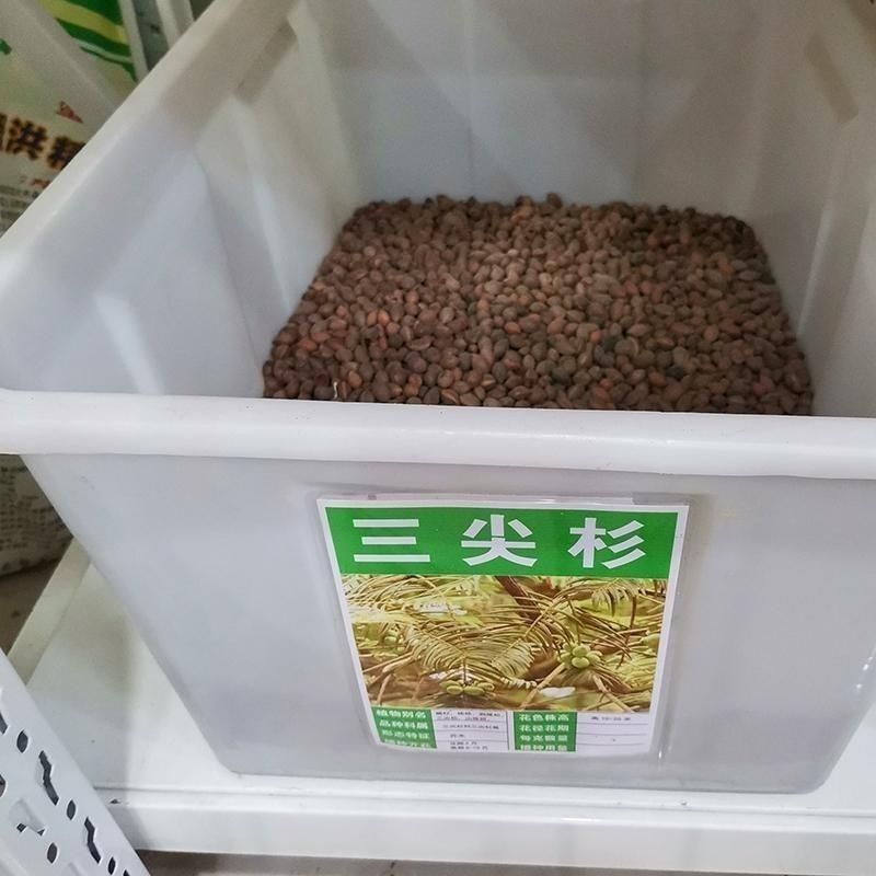 林木种子三尖杉种子林木种籽四季多年生景观绿化工程观叶