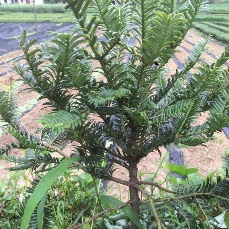 林木种子三尖杉种子林木种籽四季多年生景观绿化工程观叶