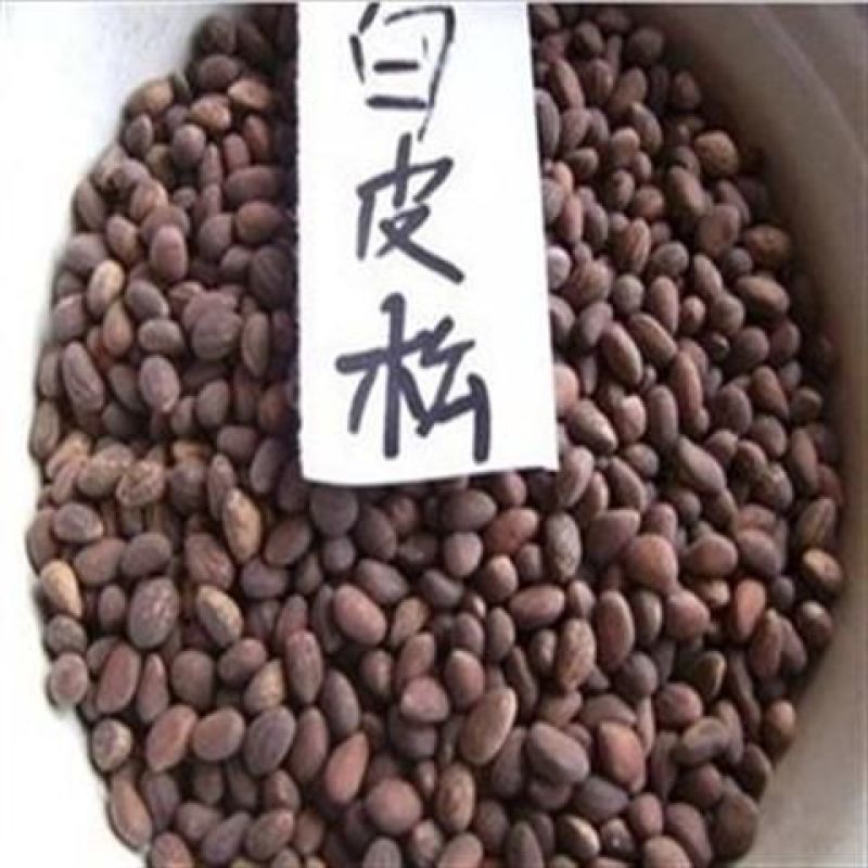 白皮松种子新采一级松树籽散装优质观赏四季常青绿化植物林木