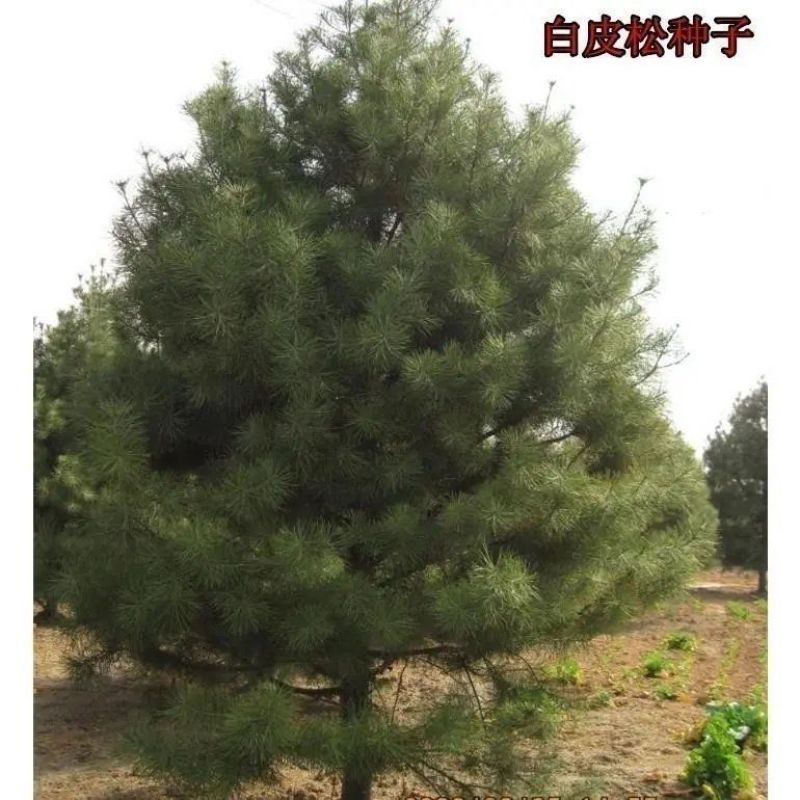 白皮松种子新采一级松树籽散装优质观赏四季常青绿化植物林木