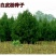 白皮松种子新采一级松树籽散装优质观赏四季常青绿化植物林木