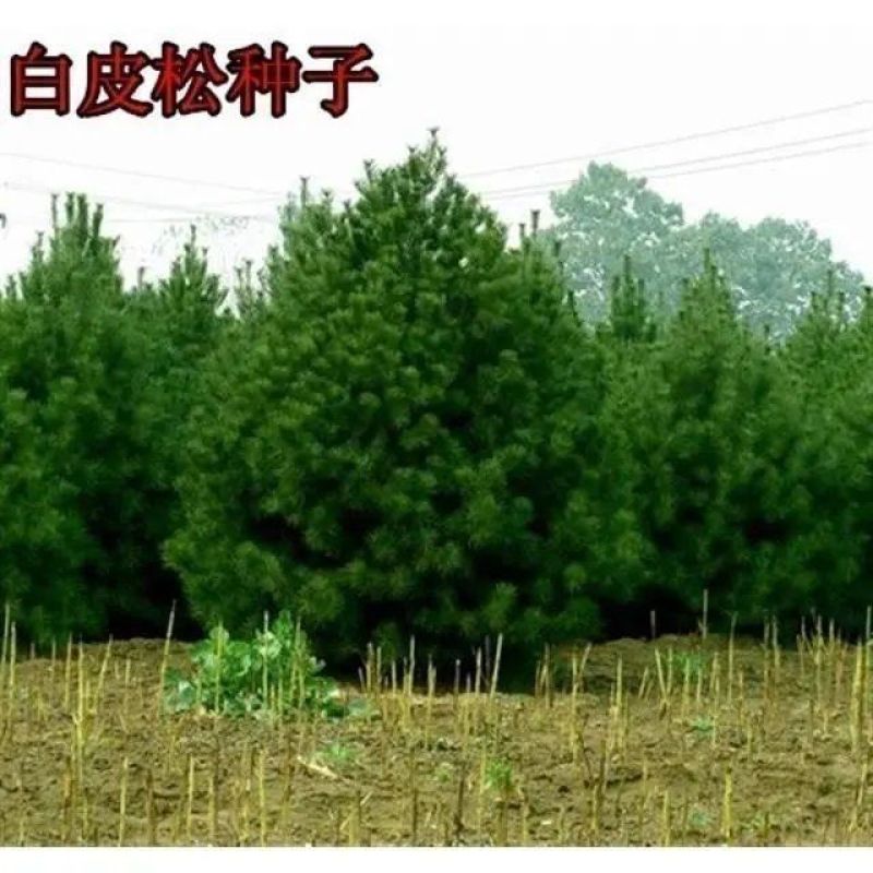 白皮松种子新采一级松树籽散装优质观赏四季常青绿化植物林木