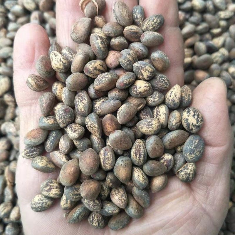 白皮松种子新采一级松树籽散装优质观赏四季常青绿化植物林木