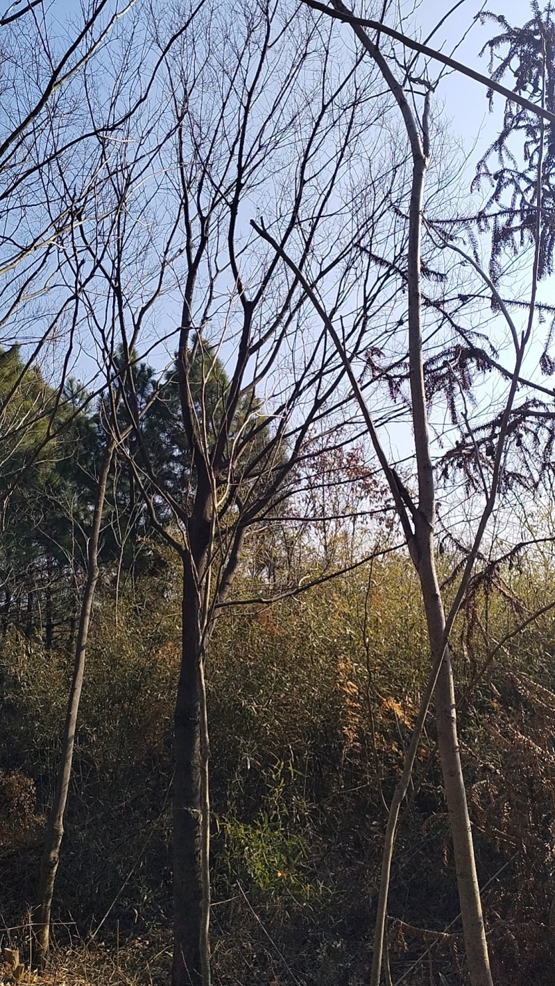 朴树
