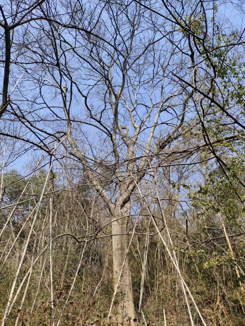 朴树