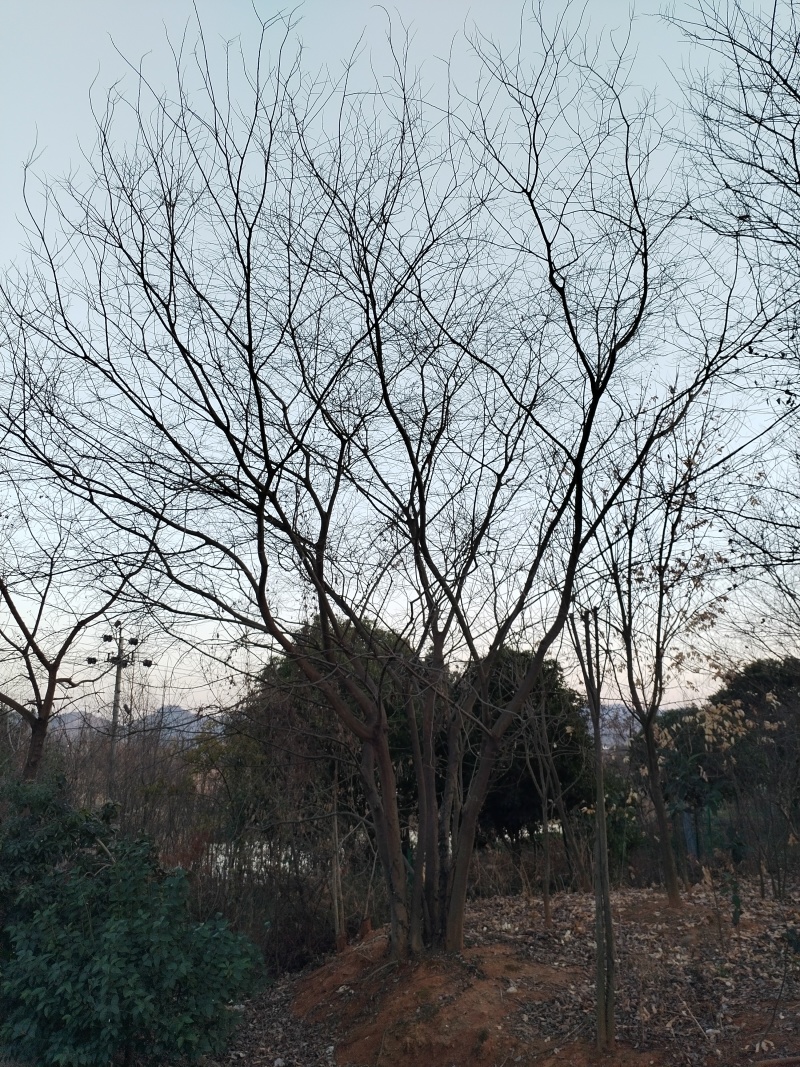 朴树