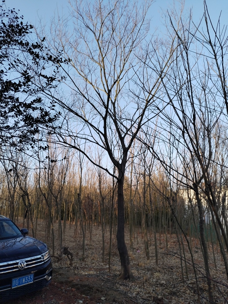 朴树