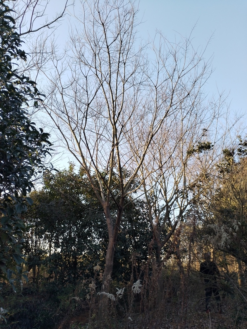 朴树