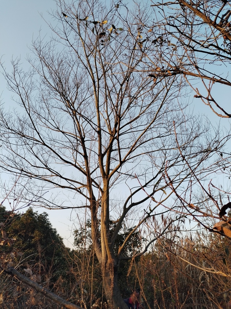 朴树