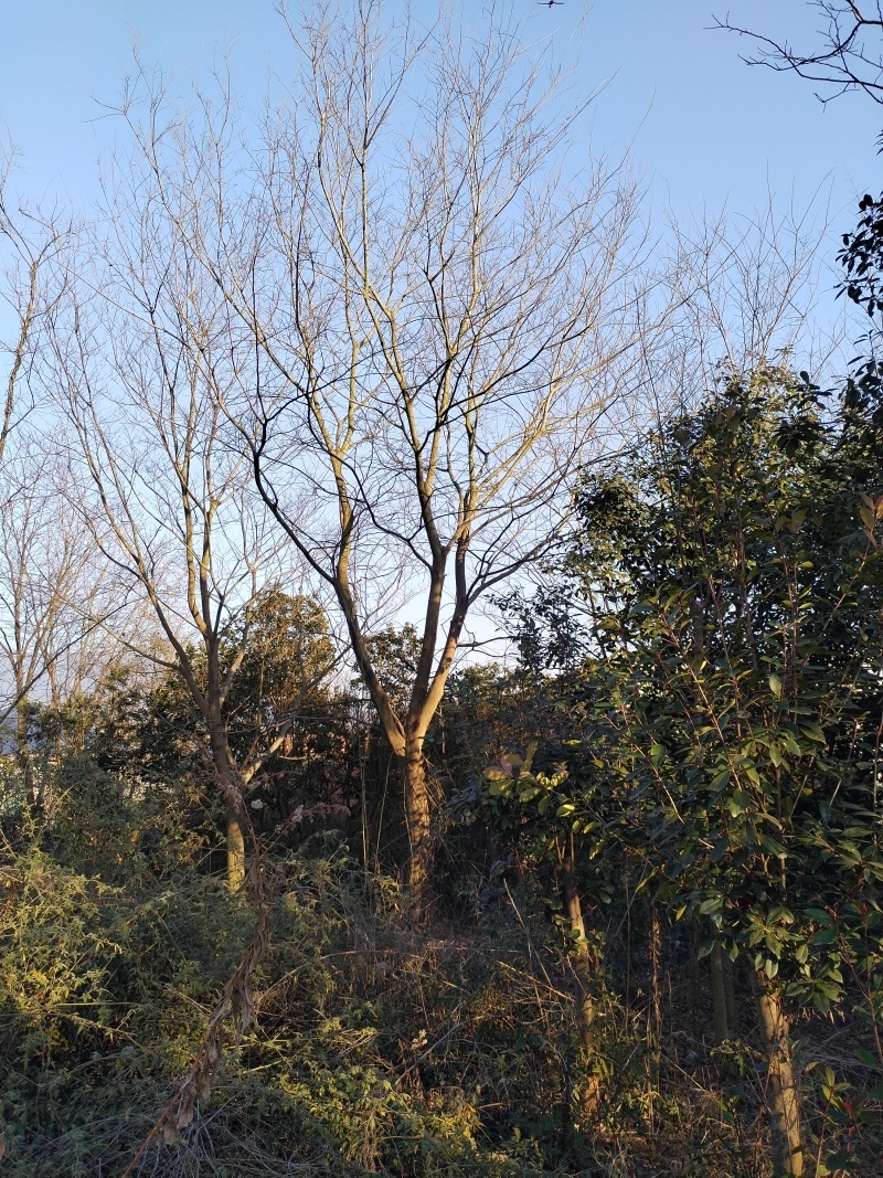 朴树