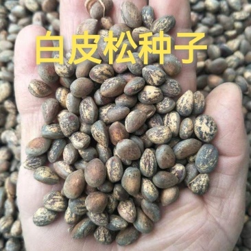 白皮松树种子别称白骨松三针松白果松虎皮松蟠龙松松科常绿乔