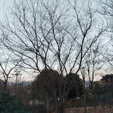 朴树