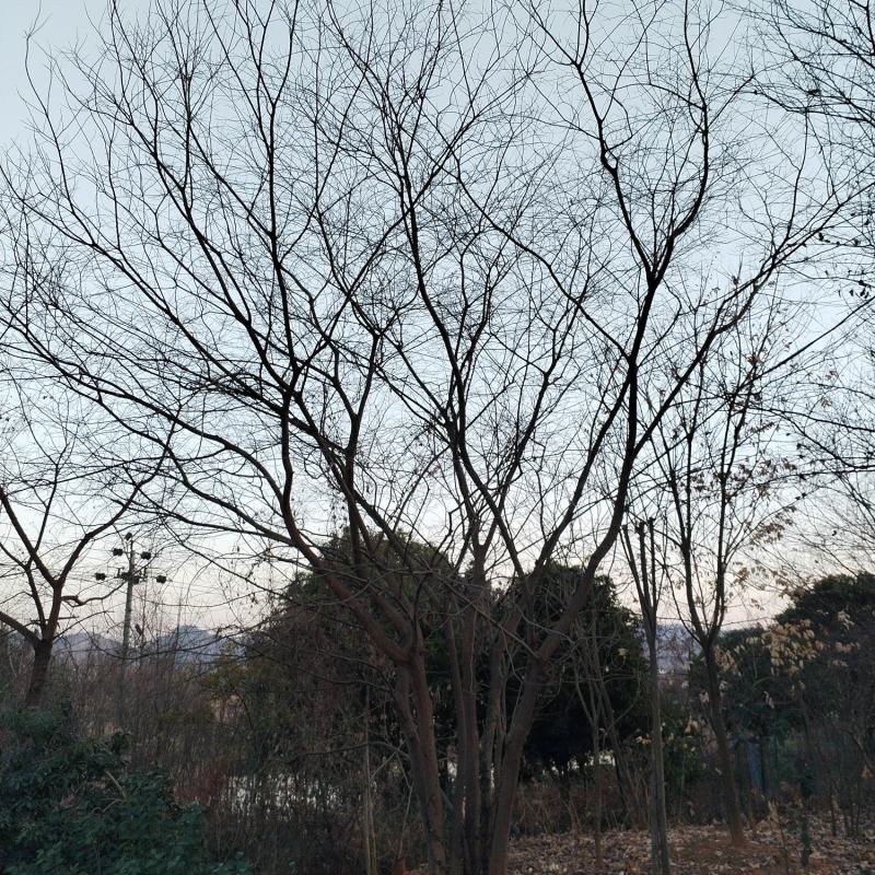 朴树