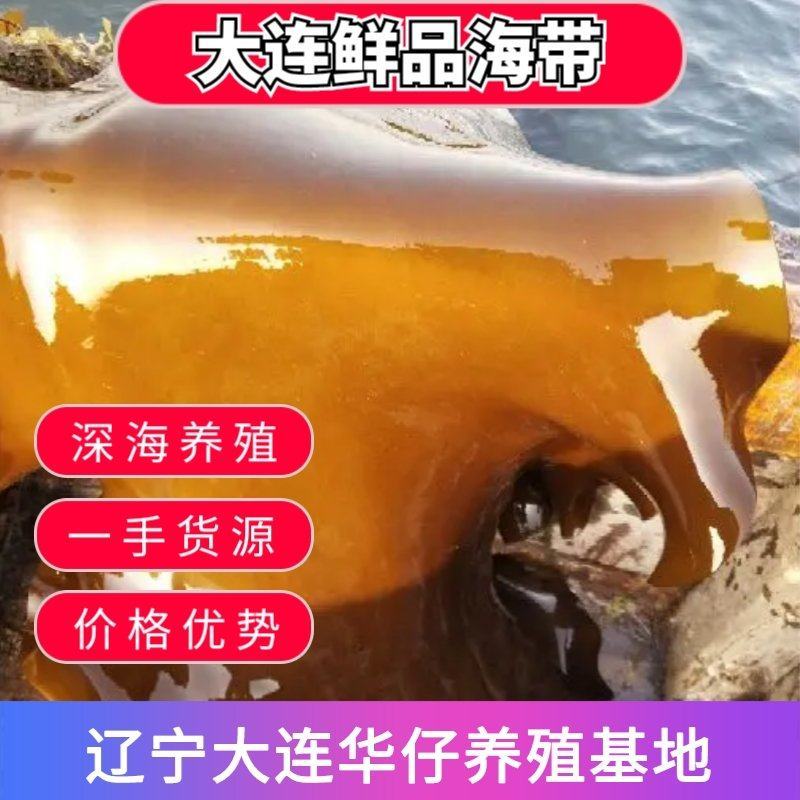 辽宁大连鲜品海带自家养殖品质保证价格优势