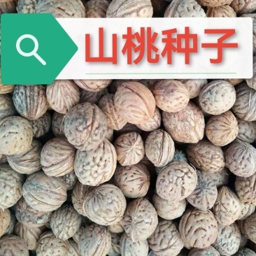 新采山桃种子山桃种籽新采毛桃核野毛桃树种子花期早嫁接梅花