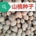新采山桃种子山桃种籽新采毛桃核野毛桃树种子花期早嫁接梅花