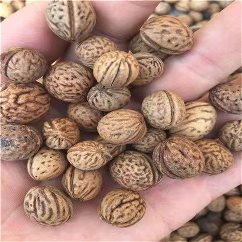 新采山桃种子山桃种籽新采毛桃核野毛桃树种子花期早嫁接梅花