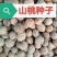 新采山桃种子山桃种籽新采毛桃核野毛桃树种子花期早嫁接梅花