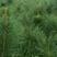 新油松种子松树种籽油松种子短叶松短叶马尾松红皮松