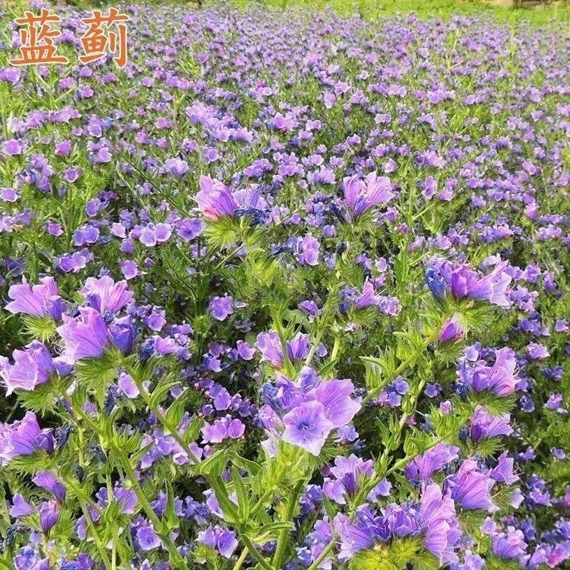 蓝蓟种子蓝刺头蓝蓟花种子庭院观花种子蓝色景观花海四季花籽