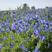 蓝蓟种子蓝刺头蓝蓟花种子庭院观花种子蓝色景观花海四季花籽