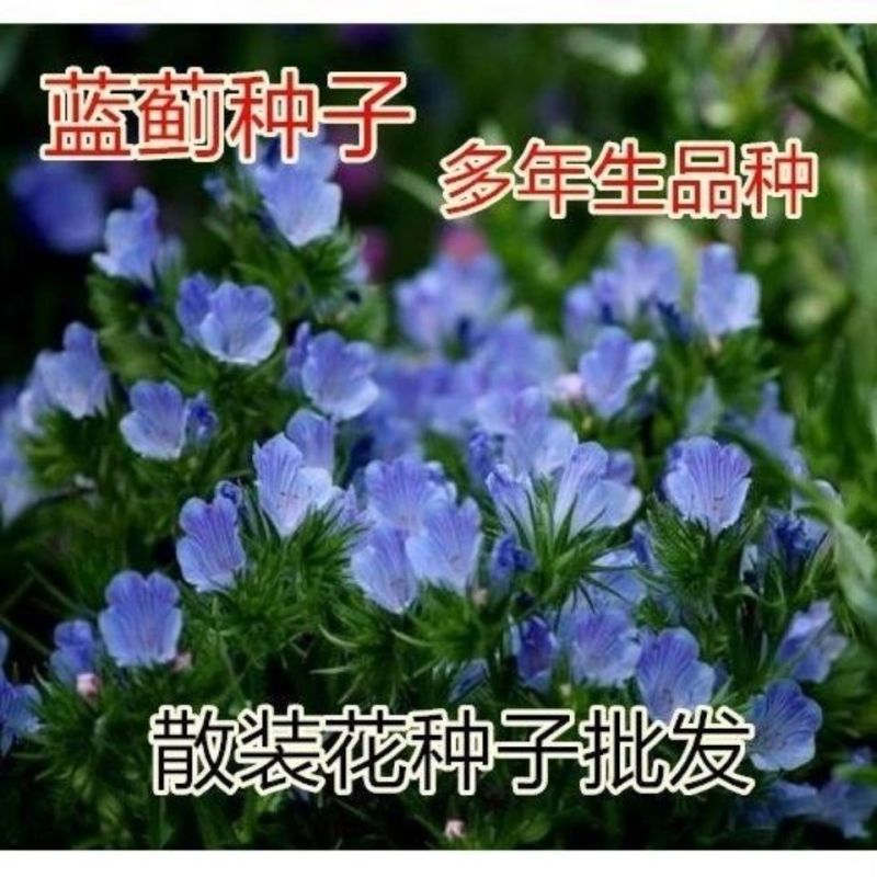 蓝蓟种子蓝刺头蓝蓟花种子庭院观花种子蓝色景观花海四季花籽
