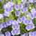 蓝蓟种子蓝刺头蓝蓟花种子庭院观花种子蓝色景观花海四季花籽