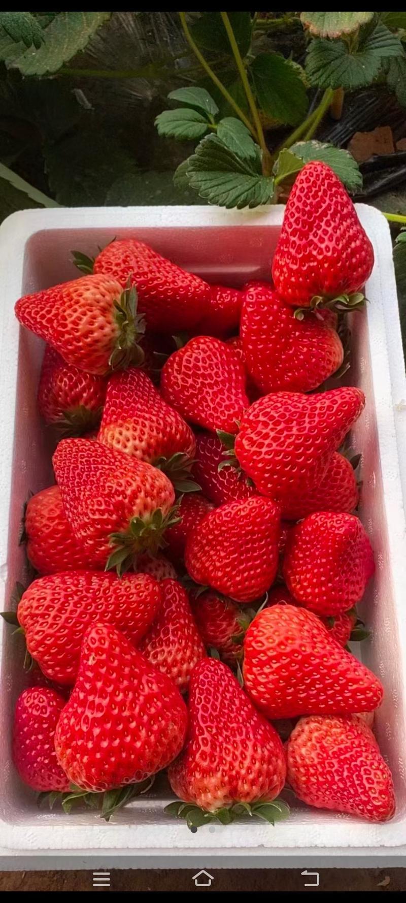 顺平九九草莓