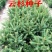 云杉种子林木种子新采云杉树种子茂县云杉杉树种子杉