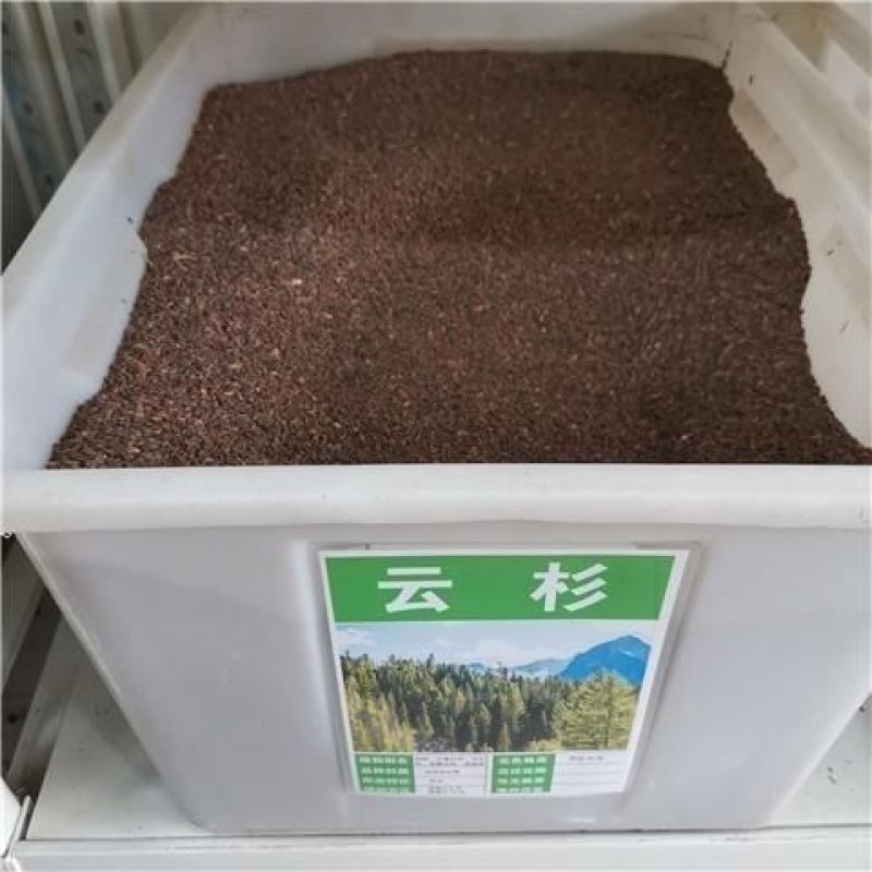云杉种子林木种子新采云杉树种子茂县云杉杉树种子杉