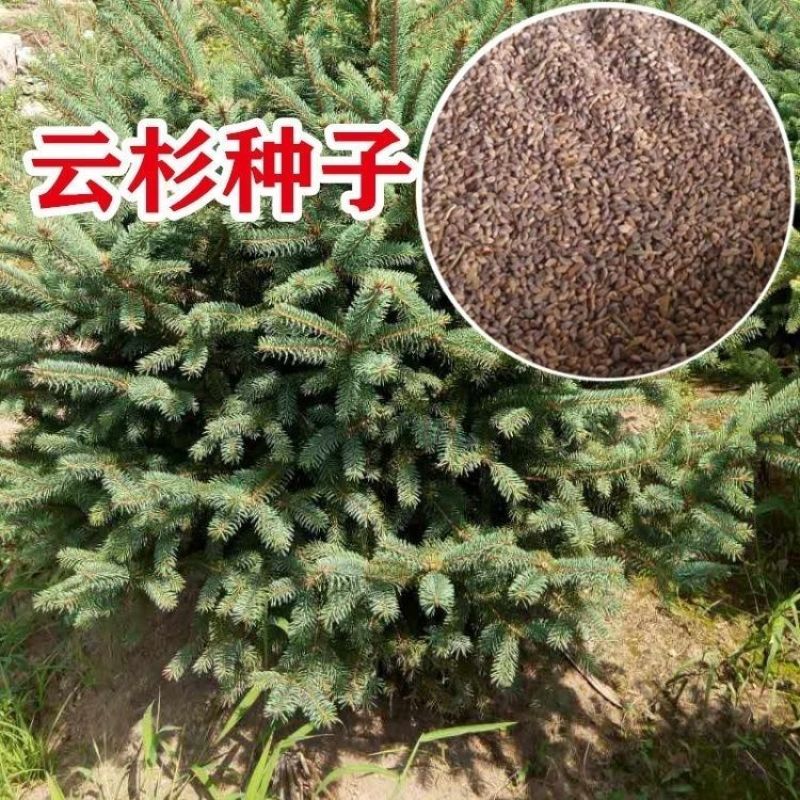 云杉种子林木种子新采云杉树种子茂县云杉杉树种子杉