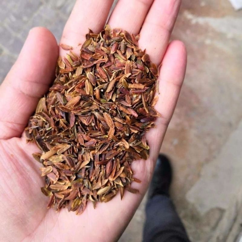 紫丁香种子丁香树种子北方耐寒优质紫丁香花种子暴马