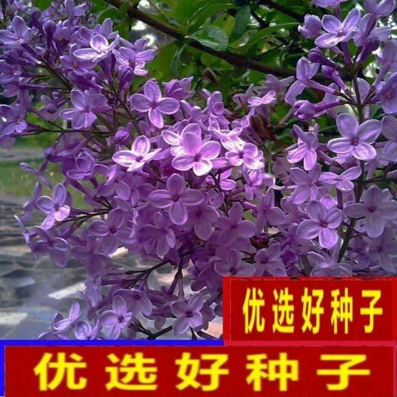 紫丁香种子丁香树种子北方耐寒优质紫丁香花种子暴马