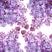 紫丁香种子丁香树种子北方耐寒优质紫丁香花种子暴马