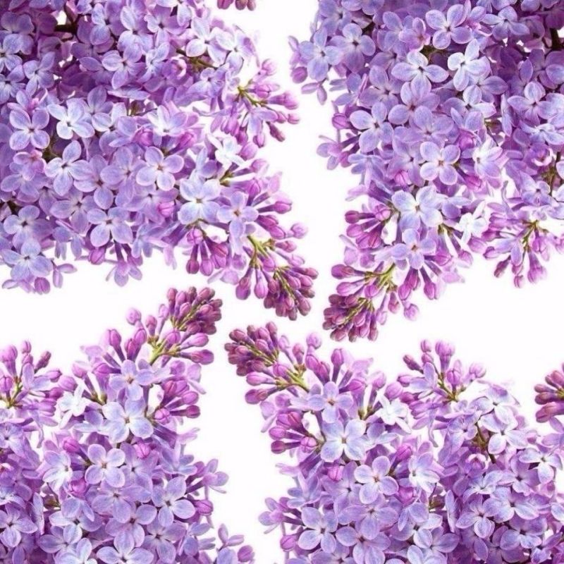 紫丁香种子丁香树种子北方耐寒优质紫丁香花种子暴马