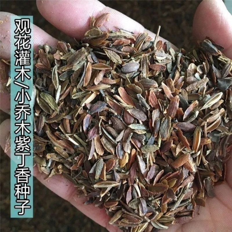 紫丁香种子丁香树种子北方耐寒优质紫丁香花种子暴马