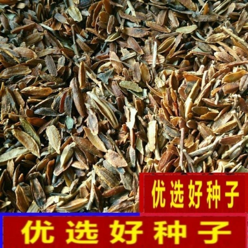 紫丁香种子丁香树种子北方耐寒优质紫丁香花种子暴马