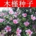 速生木槿种子红花木槿种子重瓣朱槿木棉喇叭花荆条树种