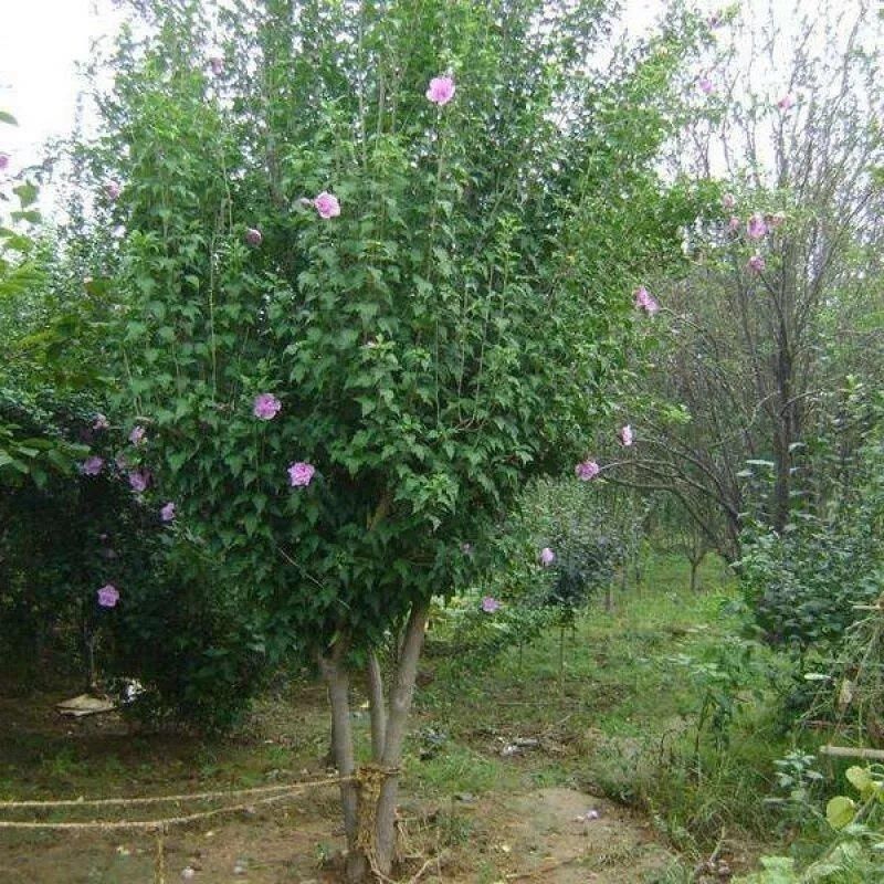 速生木槿种子红花木槿种子重瓣朱槿木棉喇叭花荆条树种