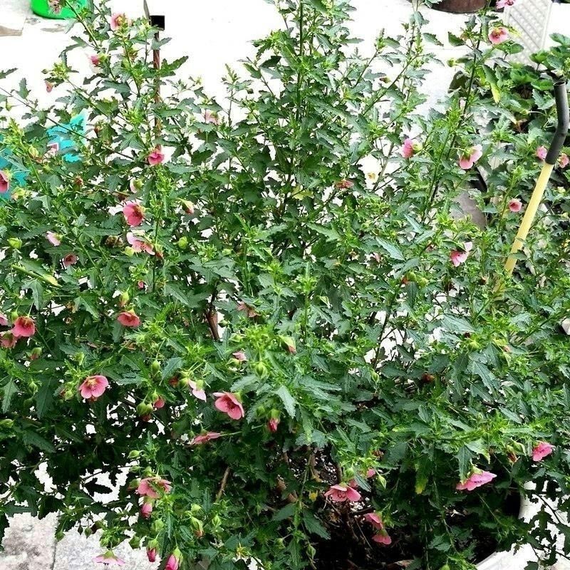 速生木槿种子红花木槿种子重瓣朱槿木棉喇叭花荆条树种