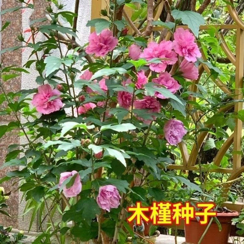 速生木槿种子红花木槿种子重瓣朱槿木棉喇叭花荆条树种