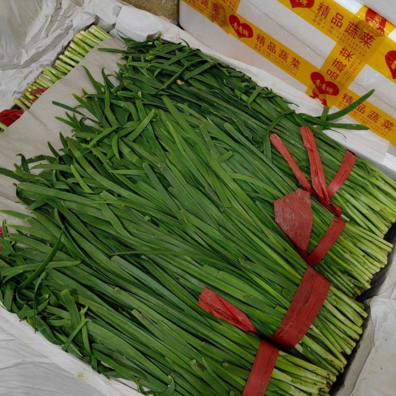 韭菜天津市武清区大量韭菜这里是蔬菜种植基地，韭菜大量供应