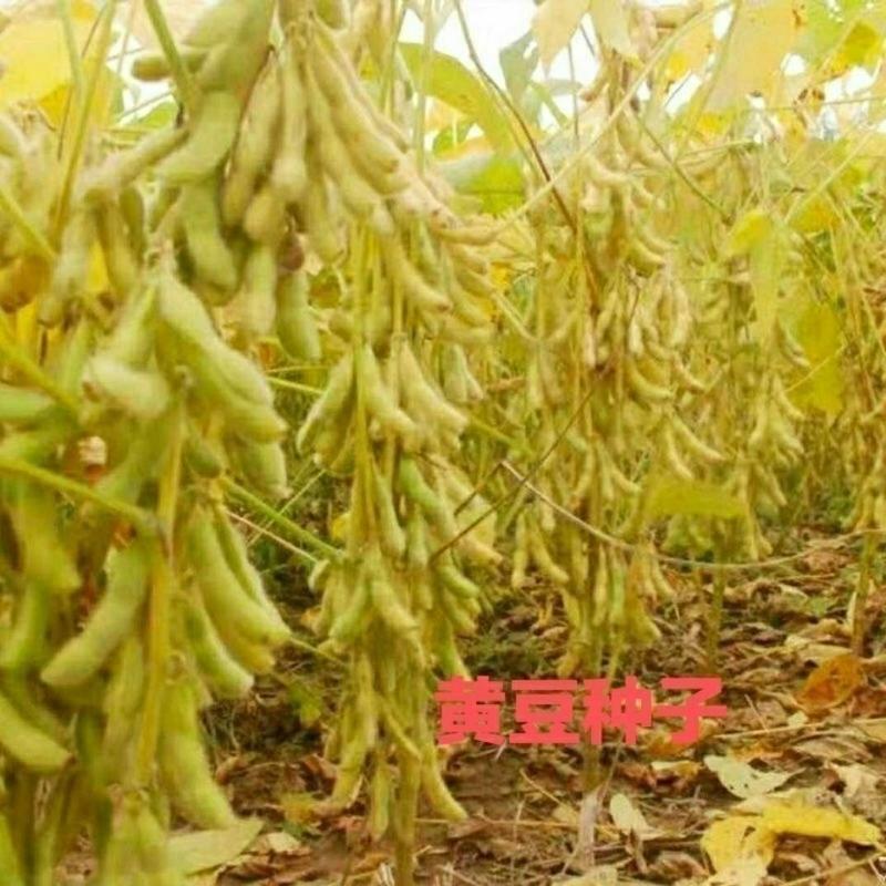 散装黄豆种种子高产优质农家特大黄豆种子中晚熟大豆菜毛豆种