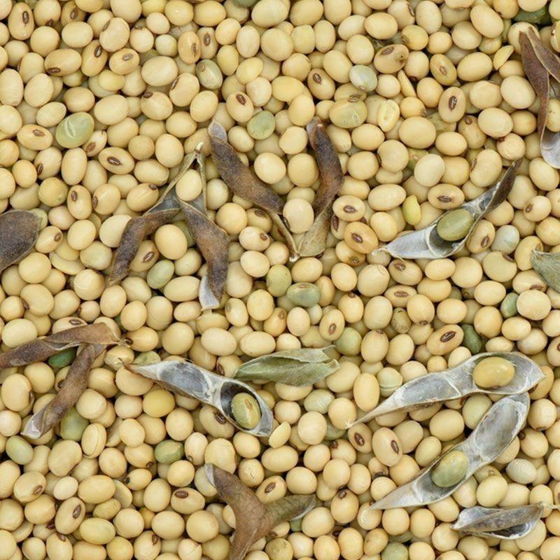 散装黄豆种种子高产优质农家特大黄豆种子中晚熟大豆菜毛豆种