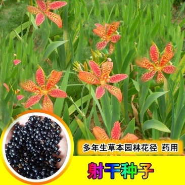 射干种子乌扇乌蒲黄远夜干草姜水生多年生药材花径红花鸢尾种
