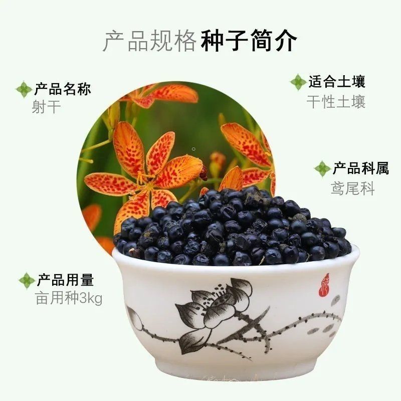 射干种子乌扇乌蒲黄远夜干草姜水生多年生药材花径红花鸢尾种