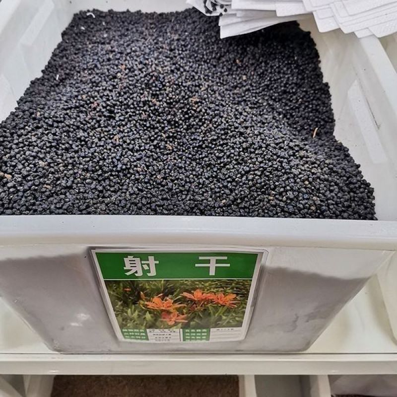 射干种子乌扇乌蒲黄远夜干草姜水生多年生药材花径红花鸢尾种