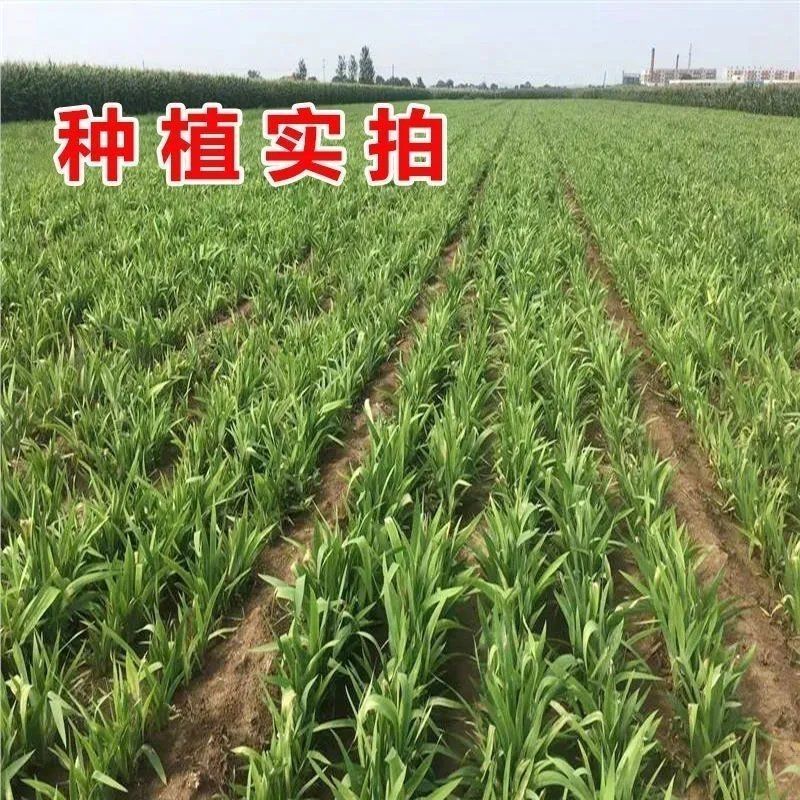 射干种子乌扇乌蒲黄远夜干草姜水生多年生药材花径红花鸢尾种