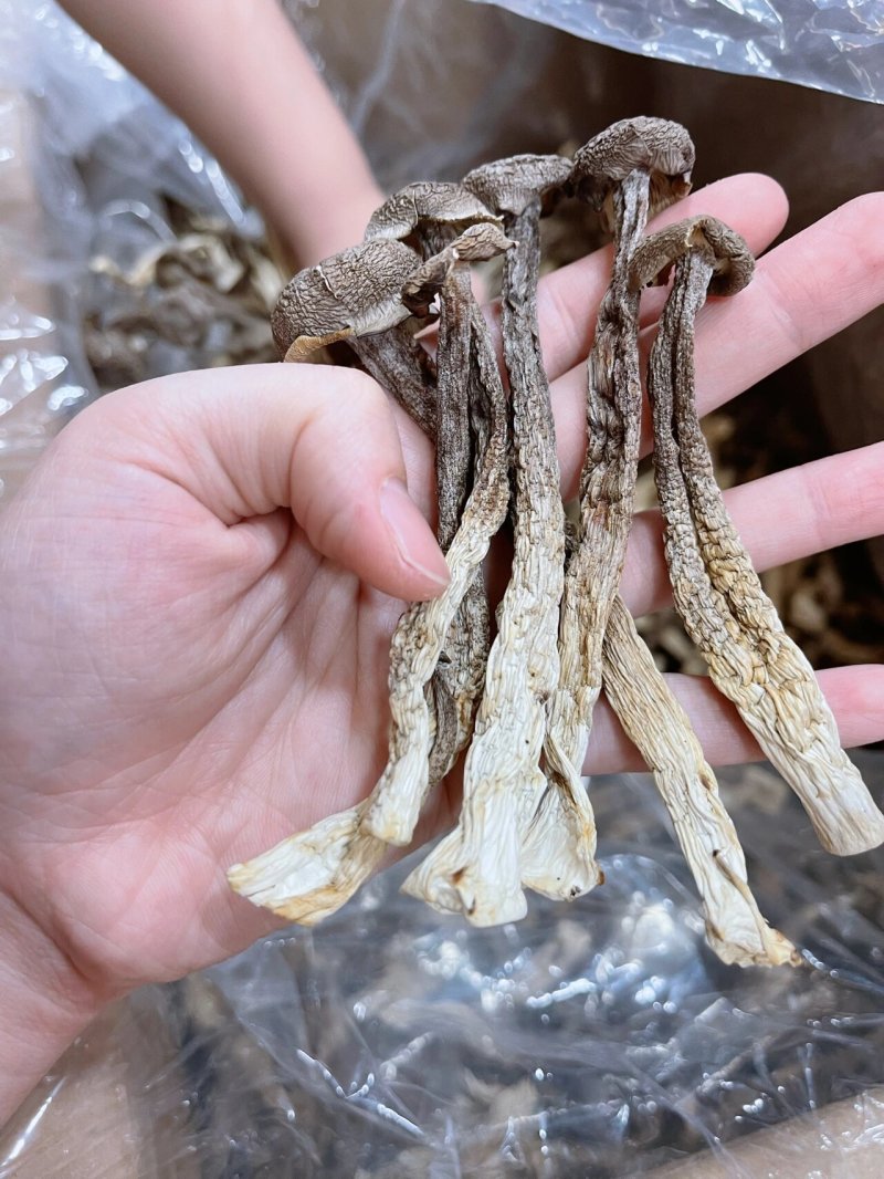 鹿茸菇干货无干燥剂鹿茸菌鹿耳菇饭店酒店煲汤食