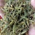 槲寄生，扁寄生，螃蟹脚寄生